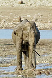 Ramganga: Indian Elephant on the banks of the Ramganga River