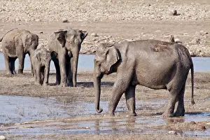 Ramganga: Indian Elephant on the banks of the Ramganga River
