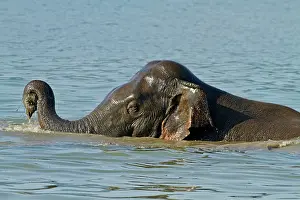 Ramganga: Indian Elephant bathing in the Ramganga River