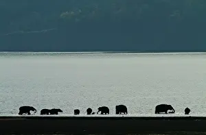 Ramganga: Indian Elephant bathing in the Ramganga River