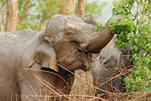 Breaking: Indian Elephant breaking the branch, Corbett