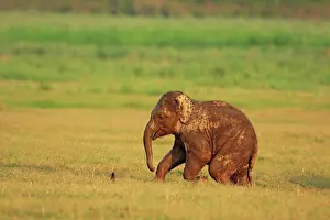 Indicus: Indian Elephant calf coming out of rain