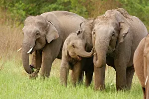 Interacting: Indian Elephant calf playing with mother, Corbett