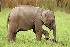 Rubbing: Indian Elephant calf rubbing feet against