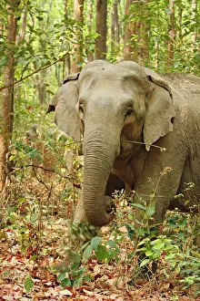 Wrinkle: Indian Elephant coming out of Sal forest, Corbett