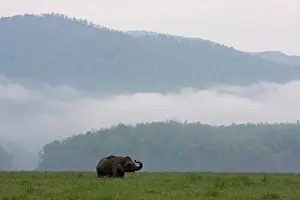 Smell: Indian Elephant communicating, Corbett National