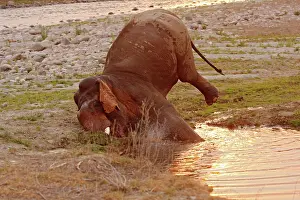 Digging: Indian Elephant digging tusks in the wet