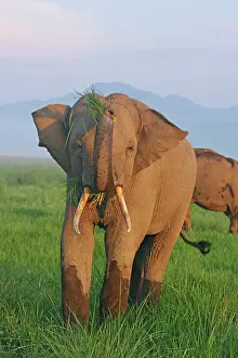 Tusker: Indian Elephant displaying the grass, Corbett