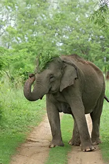 Indicus: Indian Elephant displaying the plant;Corbett