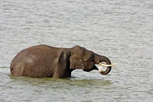 Ramganga: Indian Elephant drinking water in Ramganga