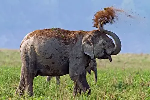 Throwing: Indian Elephant dust bathing