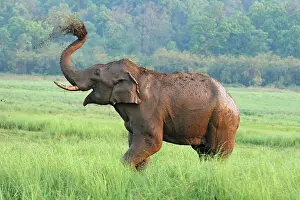 Tusker: Indian Elephant dust bathing, Corbett National