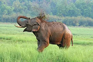 Tusker: Indian Elephant dust bathing, Corbett National