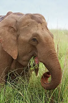 Wrinkle: Indian Elephant eating grass, Corbett National