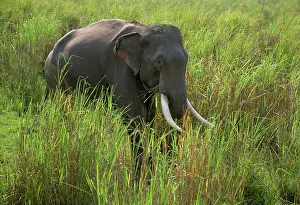 Herbivores: Indian Elephant (Elephas maximus), walking through