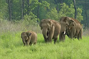 Indicus: Indian Elephant family coming out of forest, Corbett