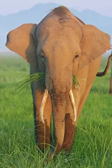 Tusker: Indian Elephant feeding, Corbett National