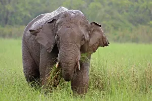 Tusker: Indian Elephant feeding, Corbett National
