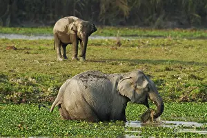 Brahamputra: Indian Elephant feeding in the river Brahamputra