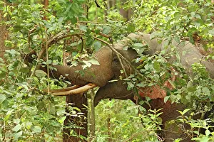 Indicus: Indian Elephant feeding on Sal trees, Corbett