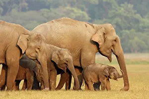 Interacting: Indian Elephant herd in the grassland, Corbett