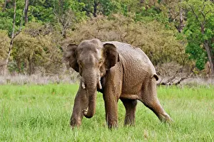 Wallowing: Indian Elephant after mud-wallowing