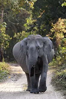 Pregnant: Indian Elephant - Pregnant