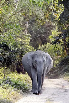 Pregnant: Indian Elephant - Pregnant