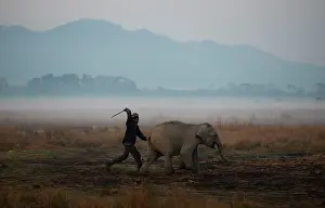 Chris Brunskill: Indian Elephant - receiving beating from mahout