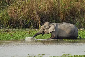 Brahamputra: Indian Elephant in the river Brahamputra