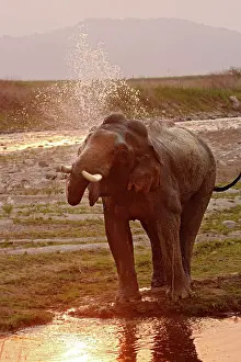 Tusker: Indian Elephant splashing water, Corbett