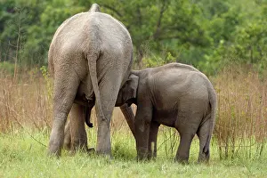 Backside: Indian Elephant suckling the calf, Corbett