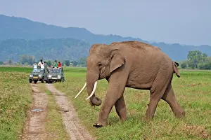 Safaris: Indian Elephant with tourists