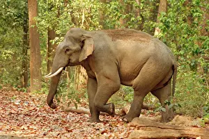 Tusker: Indian Elephant (Tusker) coming out of Sal