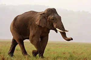 Tusker: Indian Elephant (Tusker) on the move, Corbett