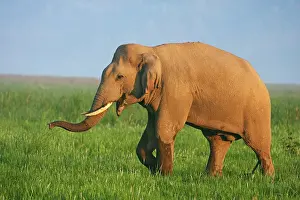 Tusker: Indian Elephant (Tusker) on the move, Corbett