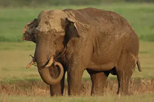 Tusker: Indian Elephant (Tusker) in the rainfilled