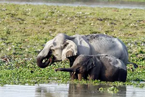 Brahamputra: Indian Elephant - & young - feeding in the river Brahamputra