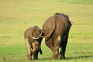 Butt: Indian Elephant & young one, Corbett National
