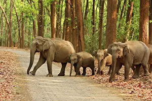 Calve: Indian Elephants crossing the road, Corbett