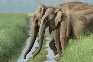 Indicus: Indian Elephants crossing the track, Corbett
