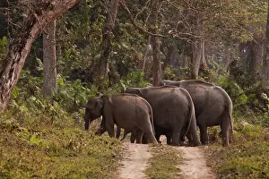 Kaziranga: Indian Elephants crossing the track, Kazirranga