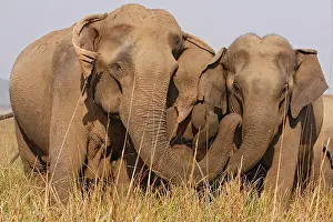 Solidarity: Indian Elephants expressing soladarity, Corbett