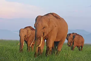 Indicus: Indian Elephants in the grassland, Corbett