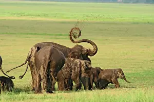 Indicus: Indian Elephants mud bathing, Corbett National
