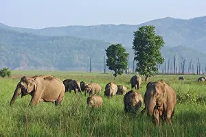 Scattered: Indian Elephants in the open country, Corbett