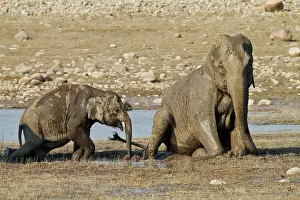 Wallowing: Indian Elephants wallowing in mud