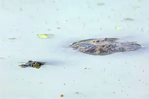 Ghana: Indian flapshell turtle (Lissemys punctata), Keoladeo