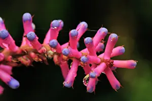Bromeliad: Indian Flower - Bromeliad