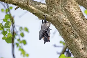 Pteropus: Indian Flying Fox